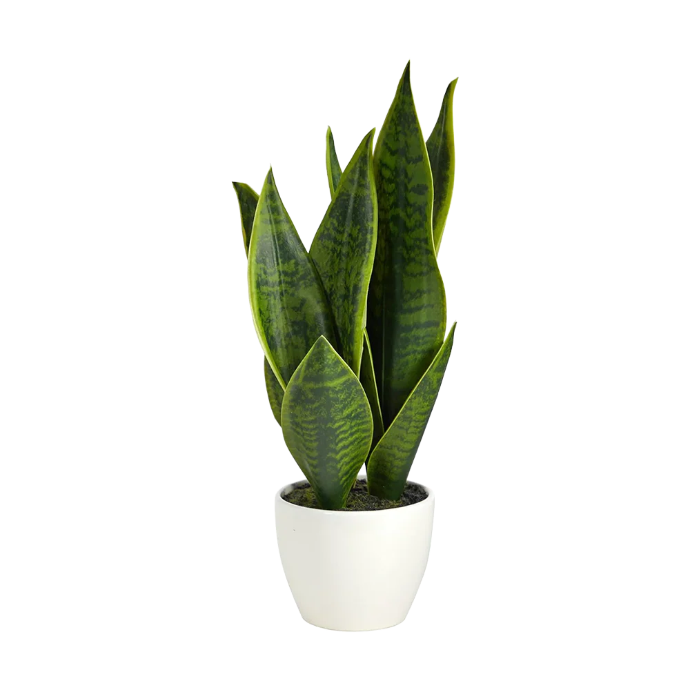 16" Verde Blade Plant - Image 2