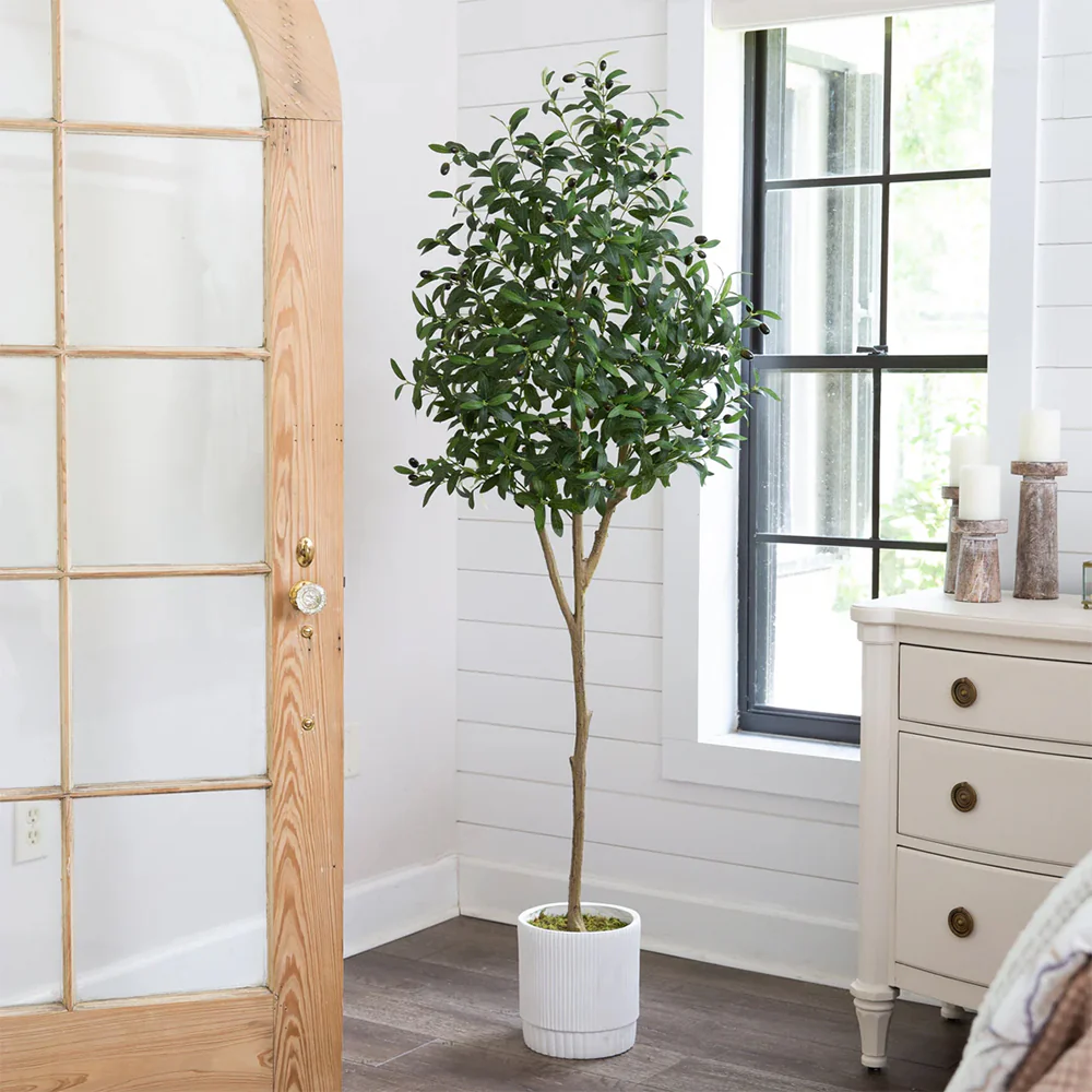 6 ft. Tuscan Still Olive Tree - Image 2
