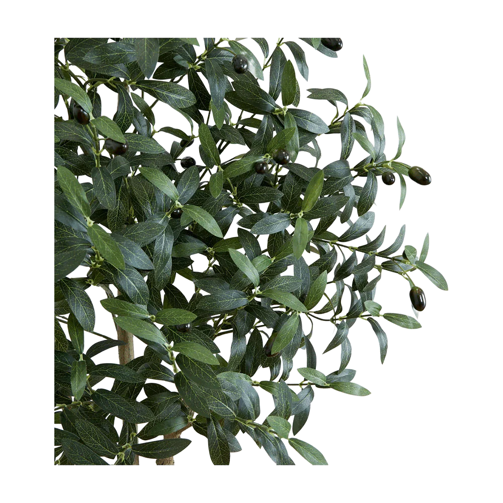 6 ft. Tuscan Still Olive Tree - Image 3