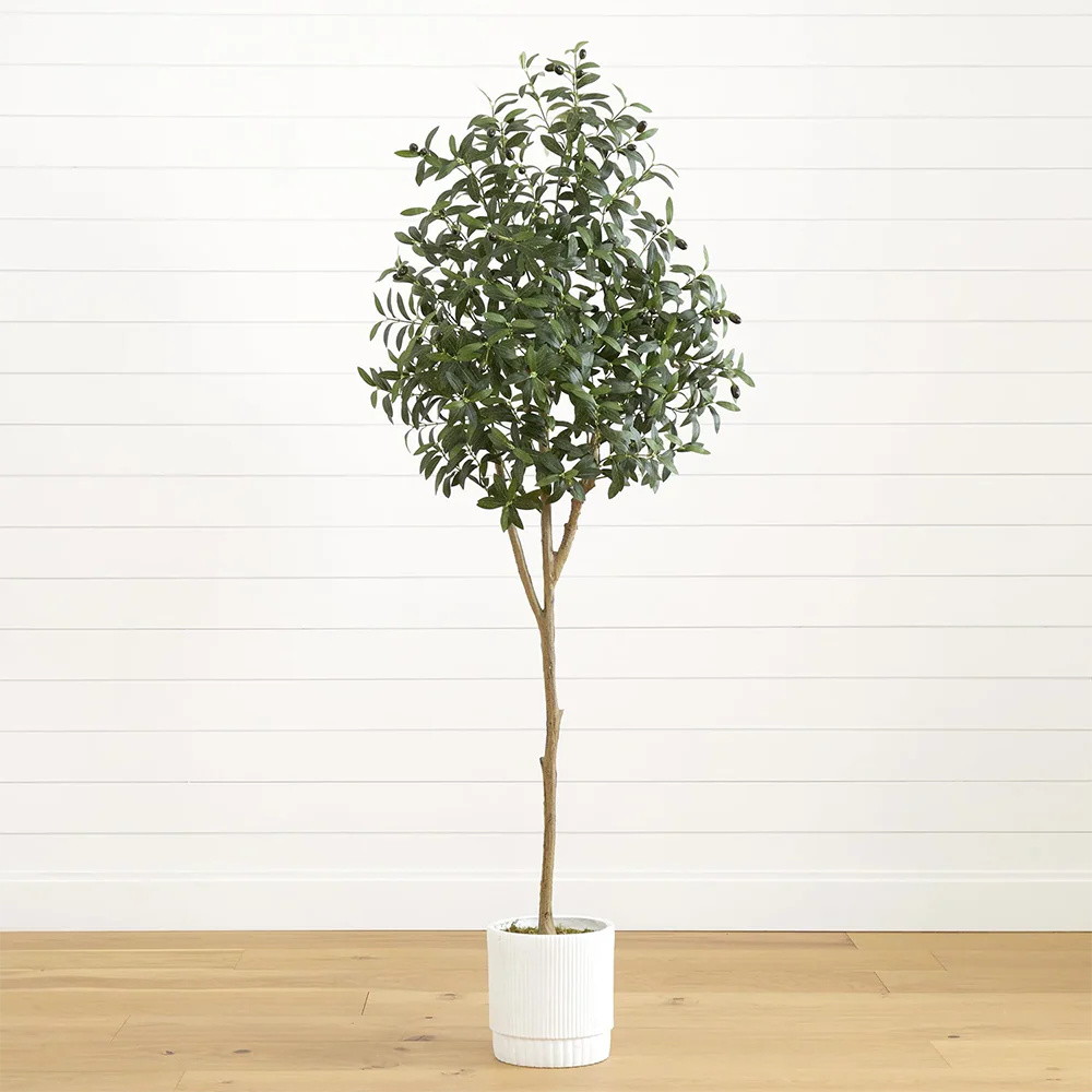 6 ft. Tuscan Still Olive Tree - Image 4