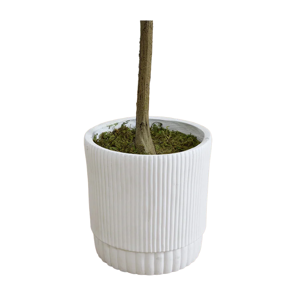 6 ft. Tuscan Still Olive Tree - Image 6