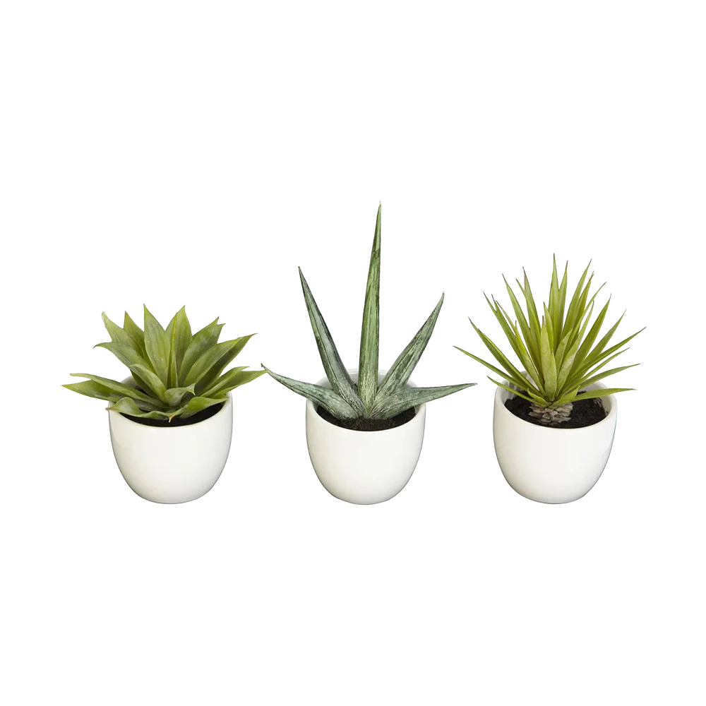 Desert Succulent Trio