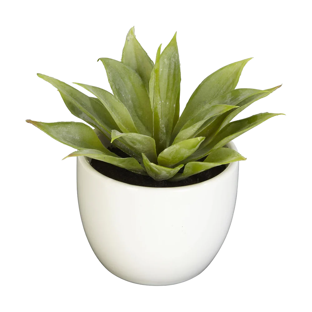 Desert Succulent Trio - Image 3