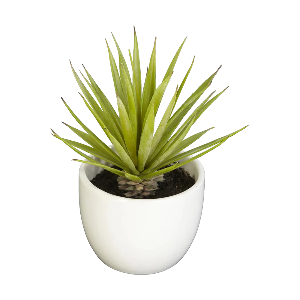 Desert Succulent Trio - Image 5